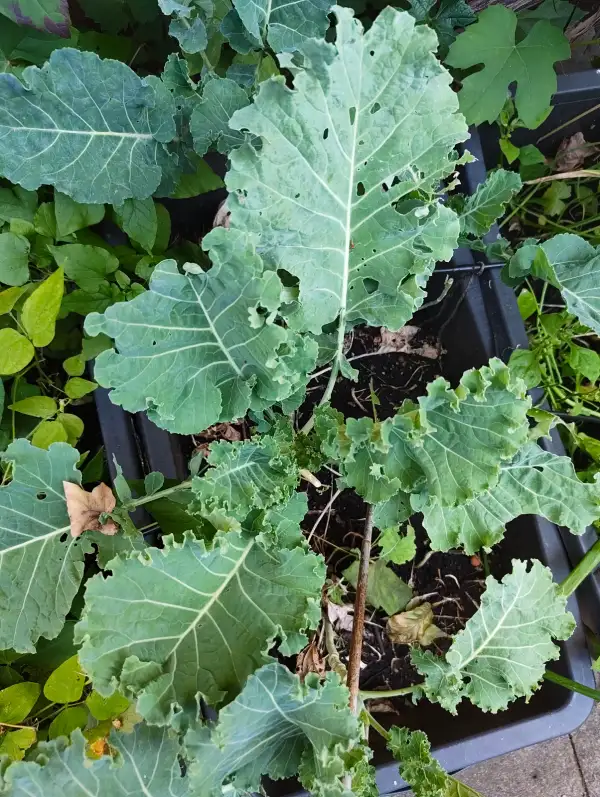 Kohl: Helgoländer Wildkohl