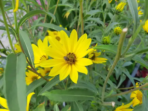 Stauden / Gehölz: Helianthus maximiliani 