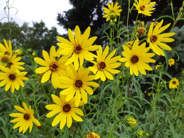 Stauden / Gehölz: Helianthus salicifolius var. orgyalis ‣‣ Weidenblättrige Sonnenblume