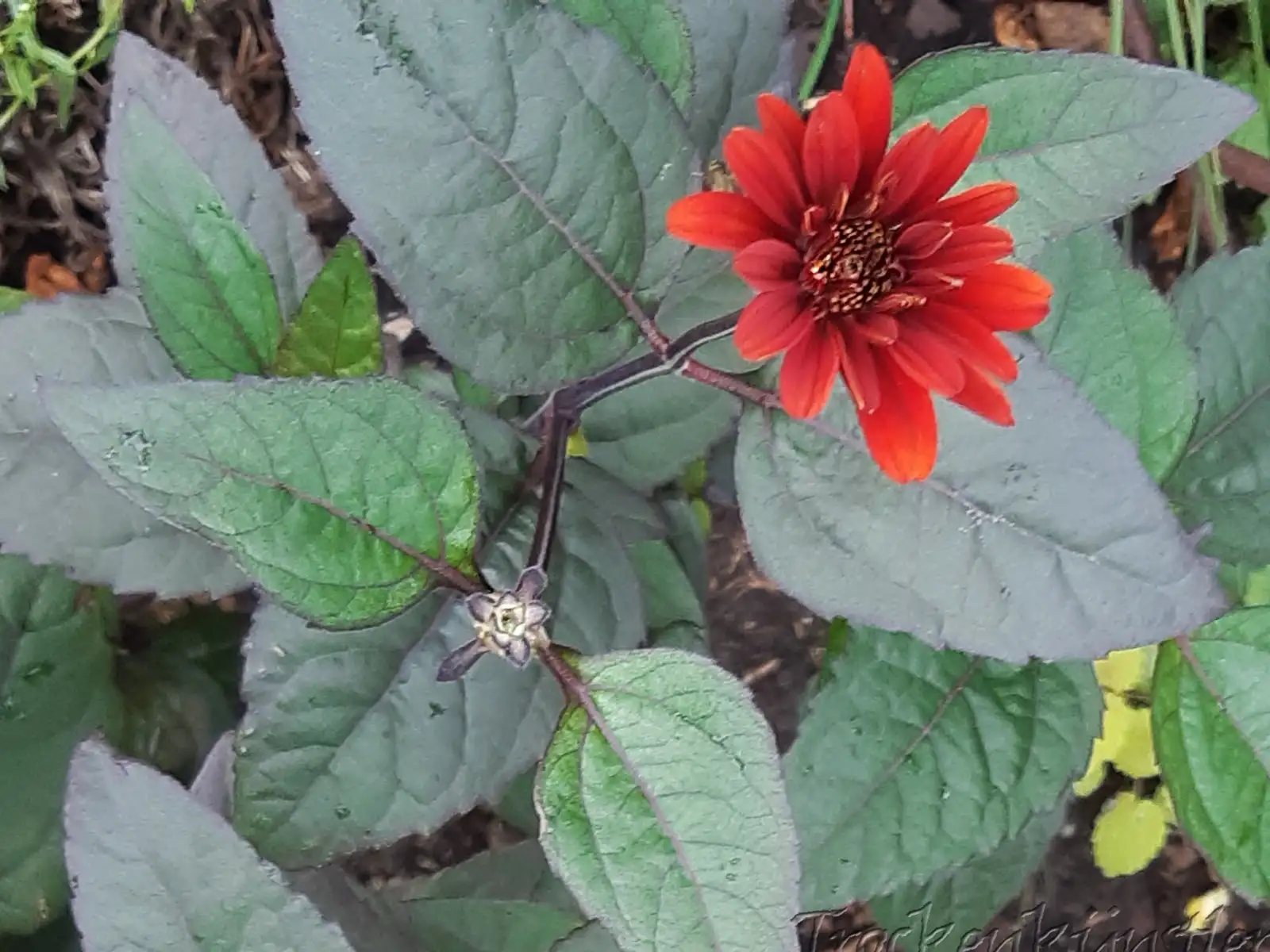 Stauden / Gehölz: Heliopsis helianthoides var. scabra 