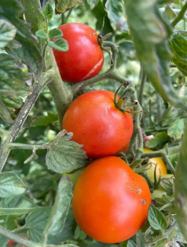 Tomaten: Hellfrucht - Stabtomate