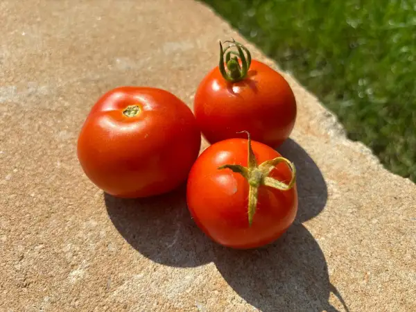 Tomaten: Hellfrucht