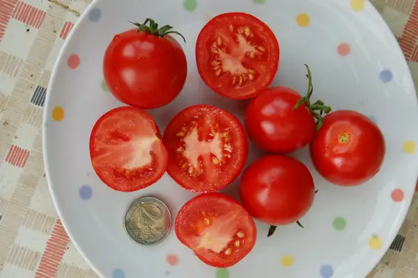 Tomaten: Hellfrucht