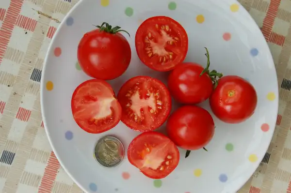 Tomaten: Hellfrucht