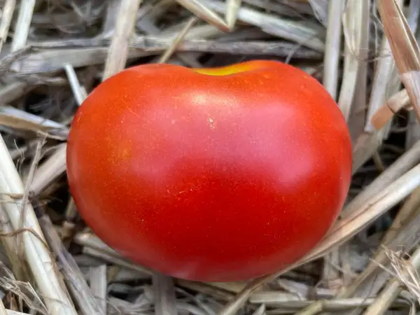 Tomaten: Hellfrucht