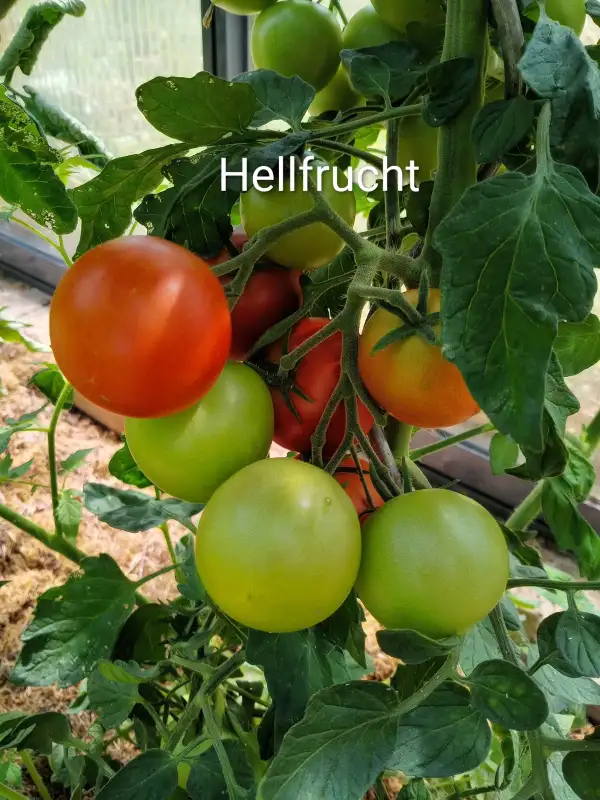 Tomaten: Hellfrucht