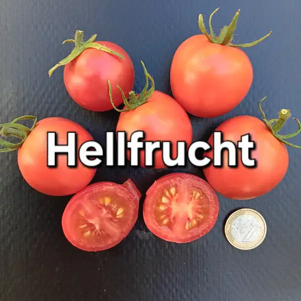 Tomaten: Hellfrucht