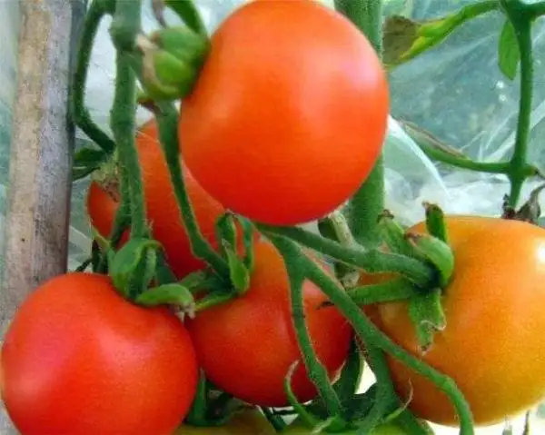 Tomaten: Hellperle