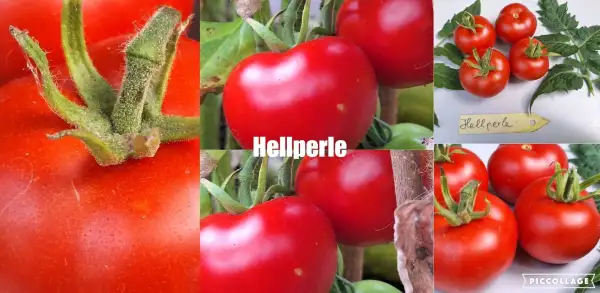 Tomaten: Hellperle