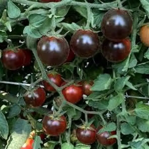 Tomaten: Hellsing junction