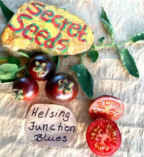 Tomaten: Helsing Juction Blues