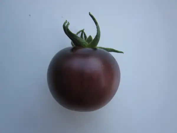 Tomaten: Helsing Junction Blue