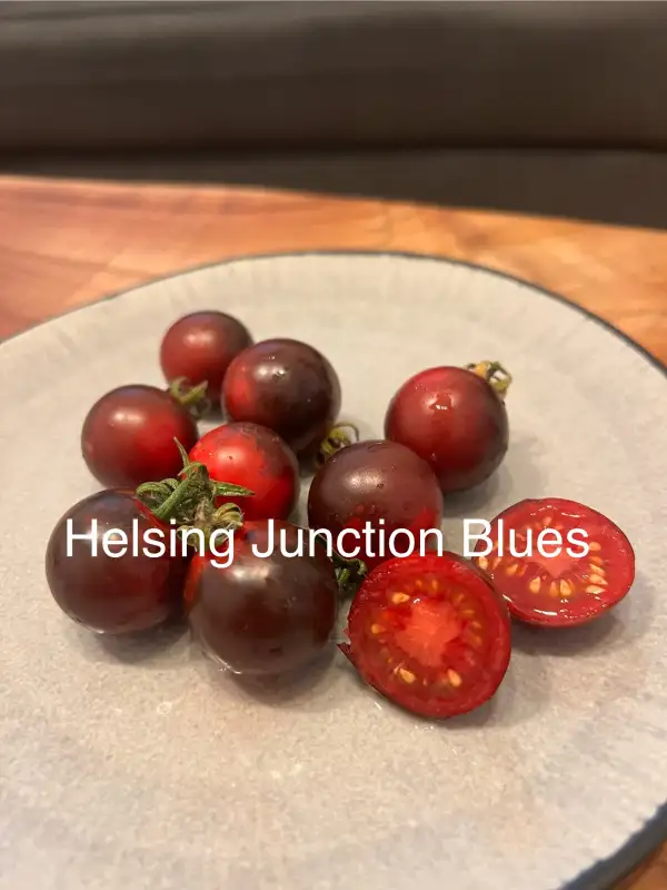 Tomaten: Helsing Junction Blues