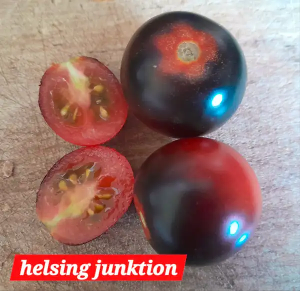 Tomaten: Helsing Junktion Blue