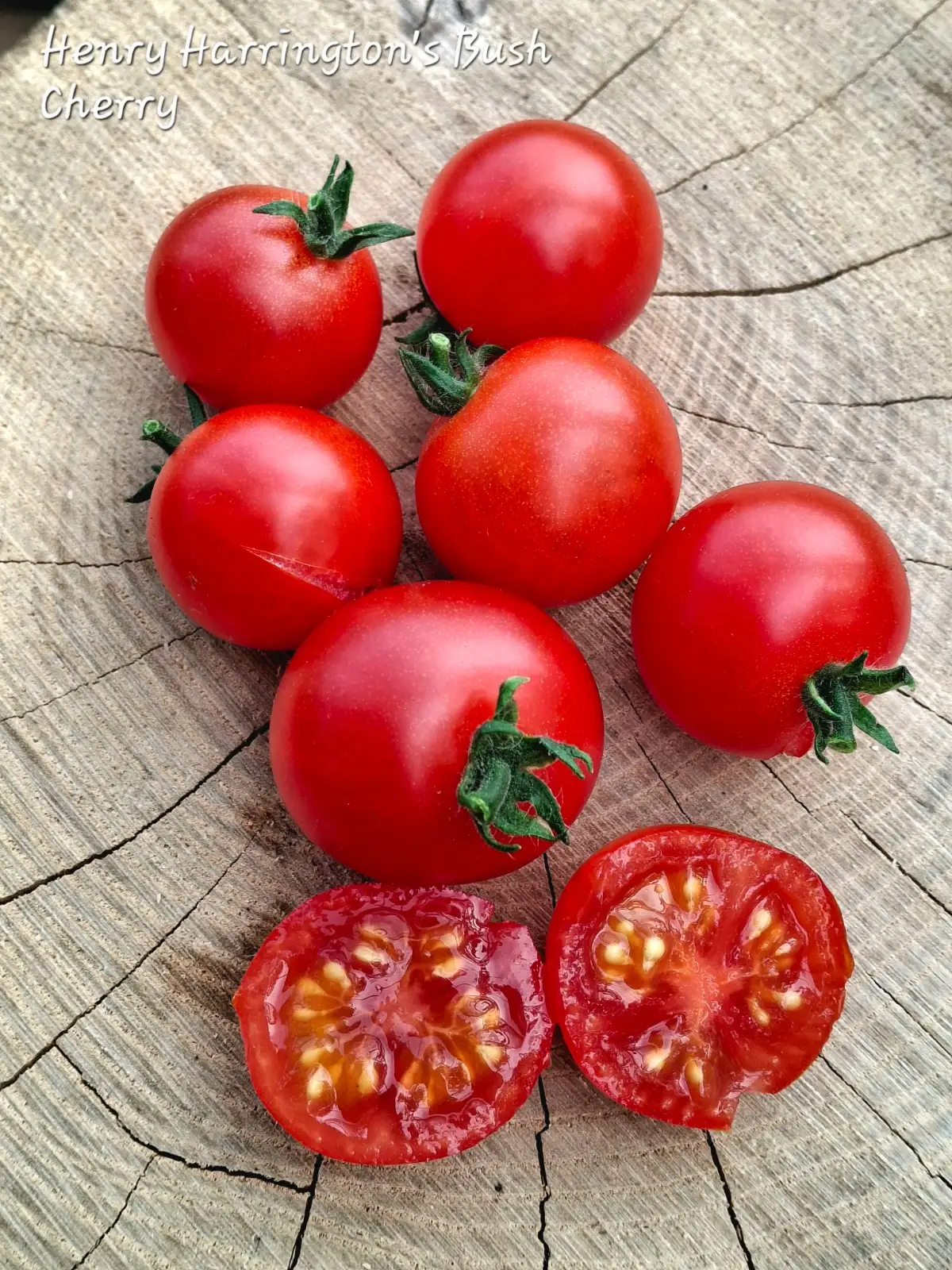 Tomaten: Henry Harrington