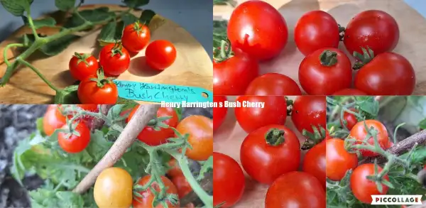Tomaten: Henry Harringtons Bush Cherry - Zwergtomate