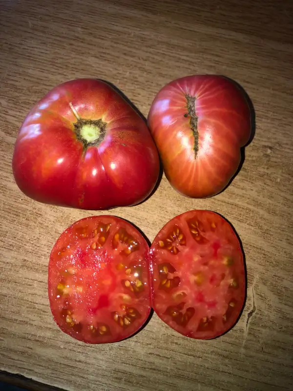 Tomaten: Herencia Gigante Rosa de L. S. de Molina n°2