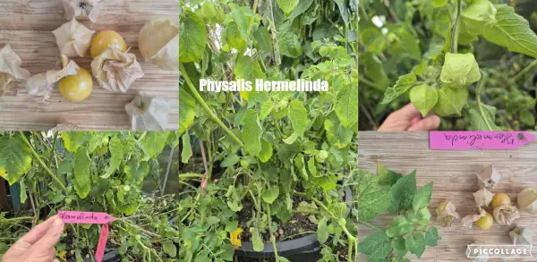 Physalis: Hermelinda