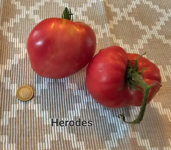 Tomaten: Herodes