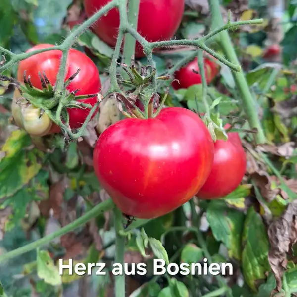 Tomaten: Herz aus Bosnien