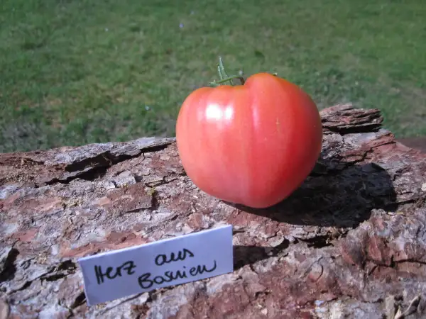 Tomaten: Herz aus Bosnien