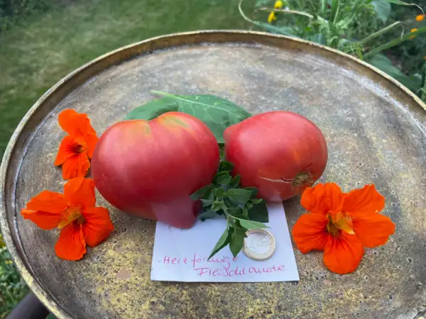 Tomaten: Herzförmige Fleischtomate pink - genauer Sortenname unbekannt