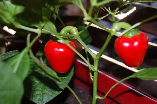 Chili / Paprika: Herzje