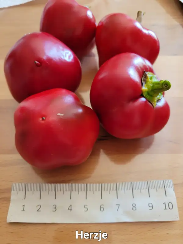 Chili / Paprika: Herzje 	Spitzpaprika	60cm	rot