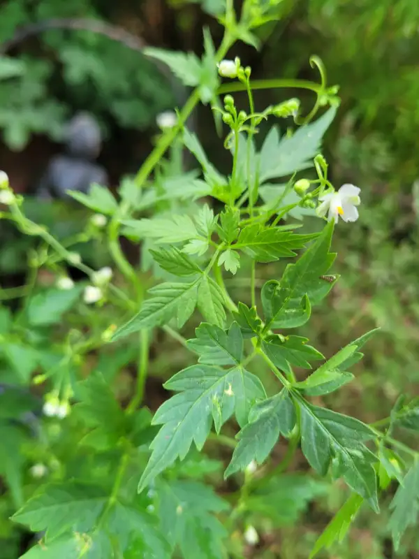 Blumen: Herzsame