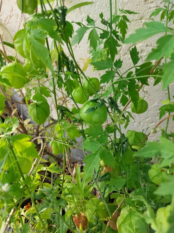 Blumen: Herzsame/Ballonwein schnellwachsende Kletterpflanze