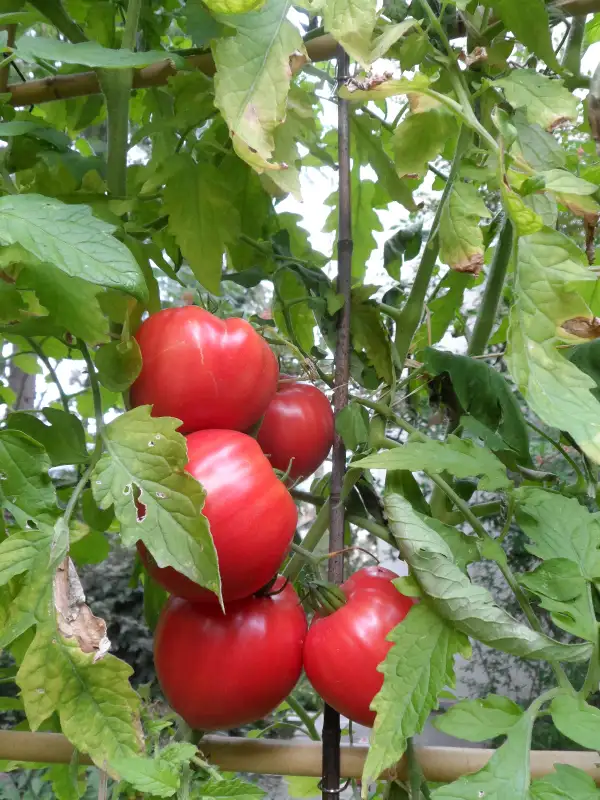 Tomaten: Herztomate Rast ( Kat# 2617 )