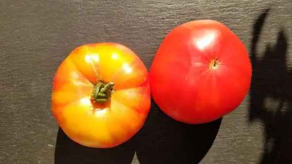 Tomaten: Hess