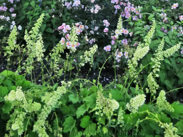 Stauden / Gehölz: Heuchera villosa var. macrorrhiza ‣ ‣ Silberglöckchen ‣ Hairy Alum Root