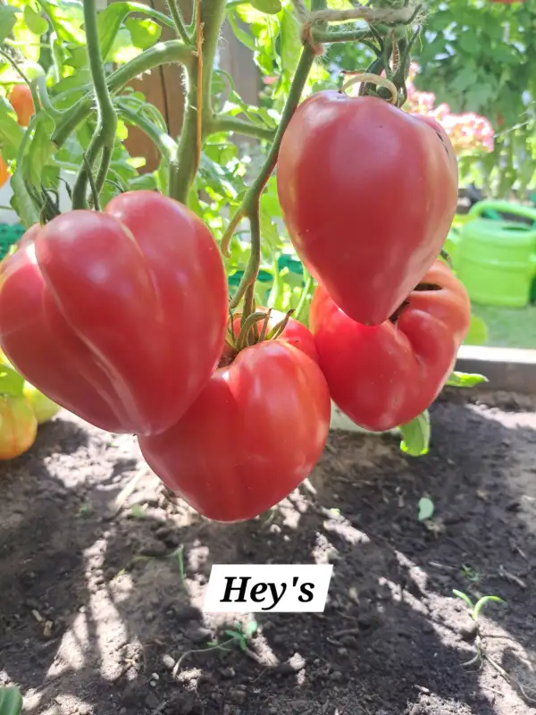 Tomaten: Hey