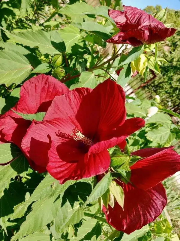Stauden / Gehölz: Hibiscus moscheutos 1