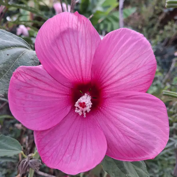 Stauden / Gehölz: Hibiscus moscheutos 2