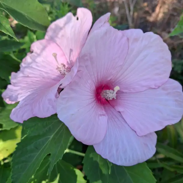 Stauden / Gehölz: Hibiscus moscheutos 3
