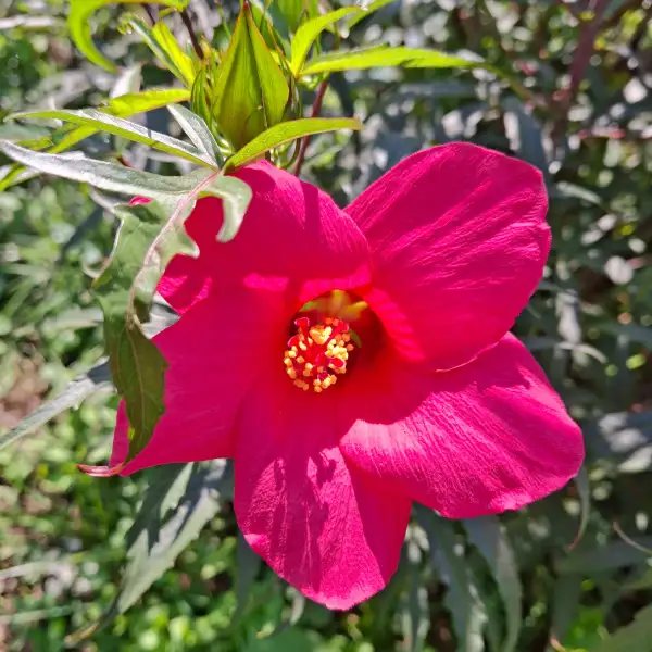 Stauden / Gehölz: Hibiscus moscheutos 7
