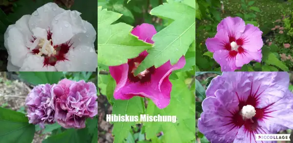 Blumen: Hibiskus - Strauch Verschiedene Sorten, Mix