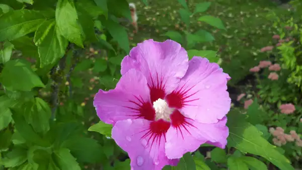 Blumen: Hibiskus - Strauch Verschiedene Sorten, Mix