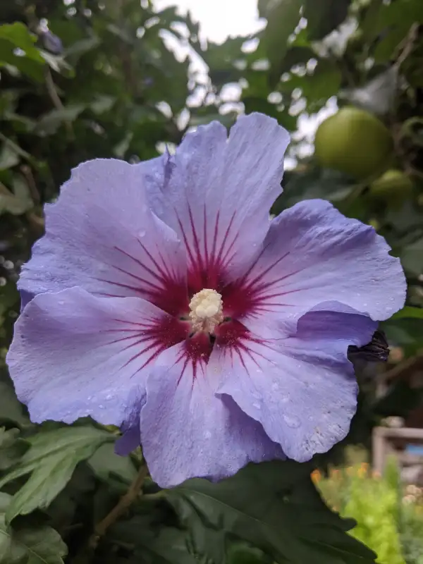 Blumen: Hibiskus