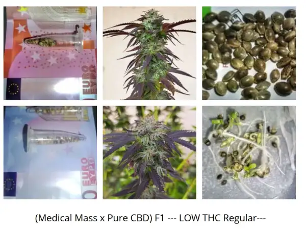 Cannabis: HIGH CBD Low THC ... F1 aus  Medical Mass  von Royal Queen Seeds und Pure CBD von  Bud Voyage Blütentyp: Regular (nicht-feminisiert)