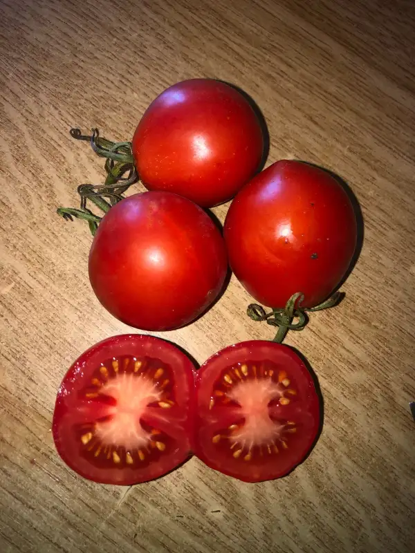 Tomaten: High Country