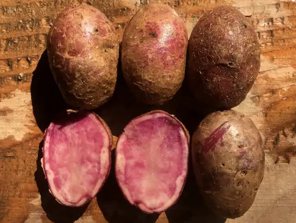 Kartoffeln: Highland Burgundy Red