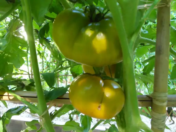 Tomaten: Hiiumaa Roheline ( Kat# 2436 )