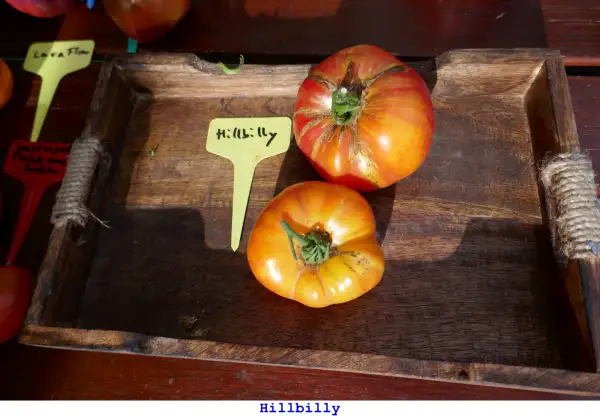Tomaten: Hillbilly