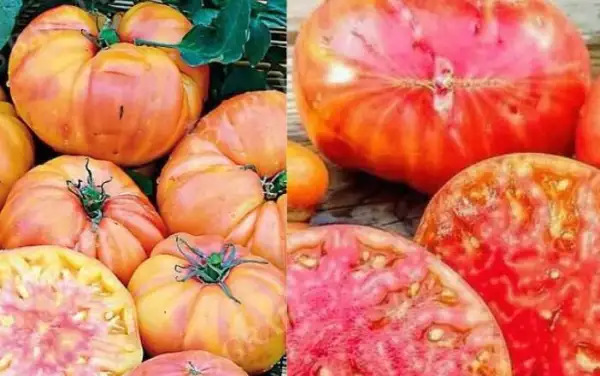 Tomaten: Hillbilly