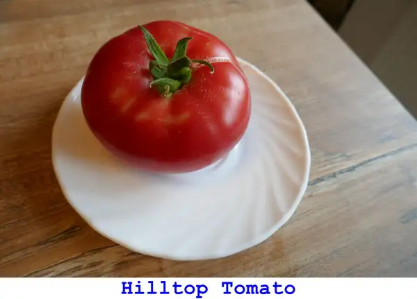 Tomaten: Hilltop Tomato
