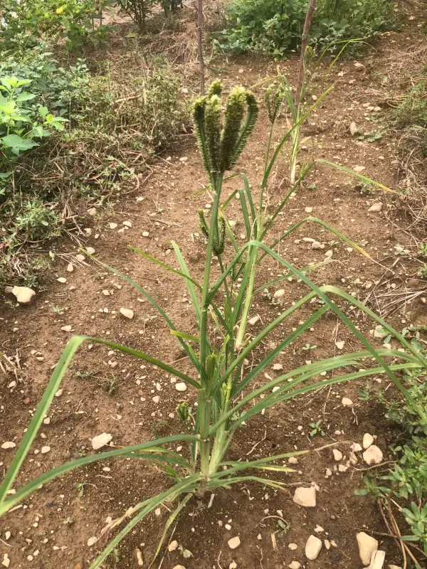 andere Gemüse: Himalayan Finger / Eleusina coracana