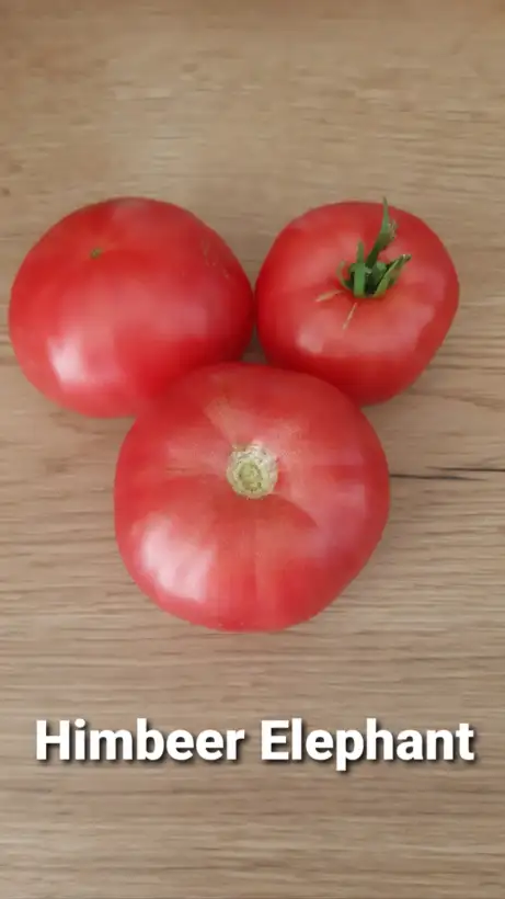 Tomaten: Himbeer Elephant